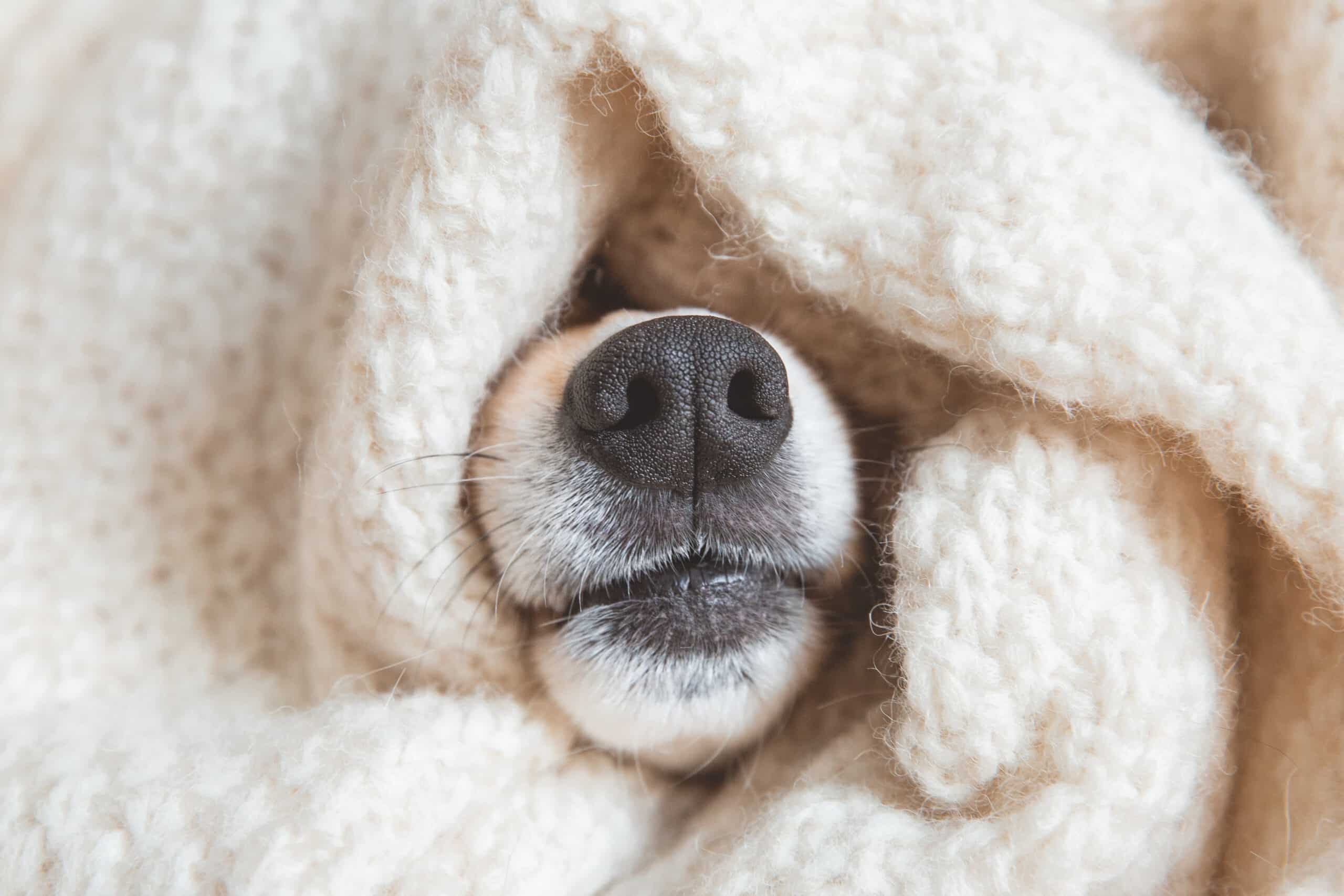 Dog snuggled in blanket