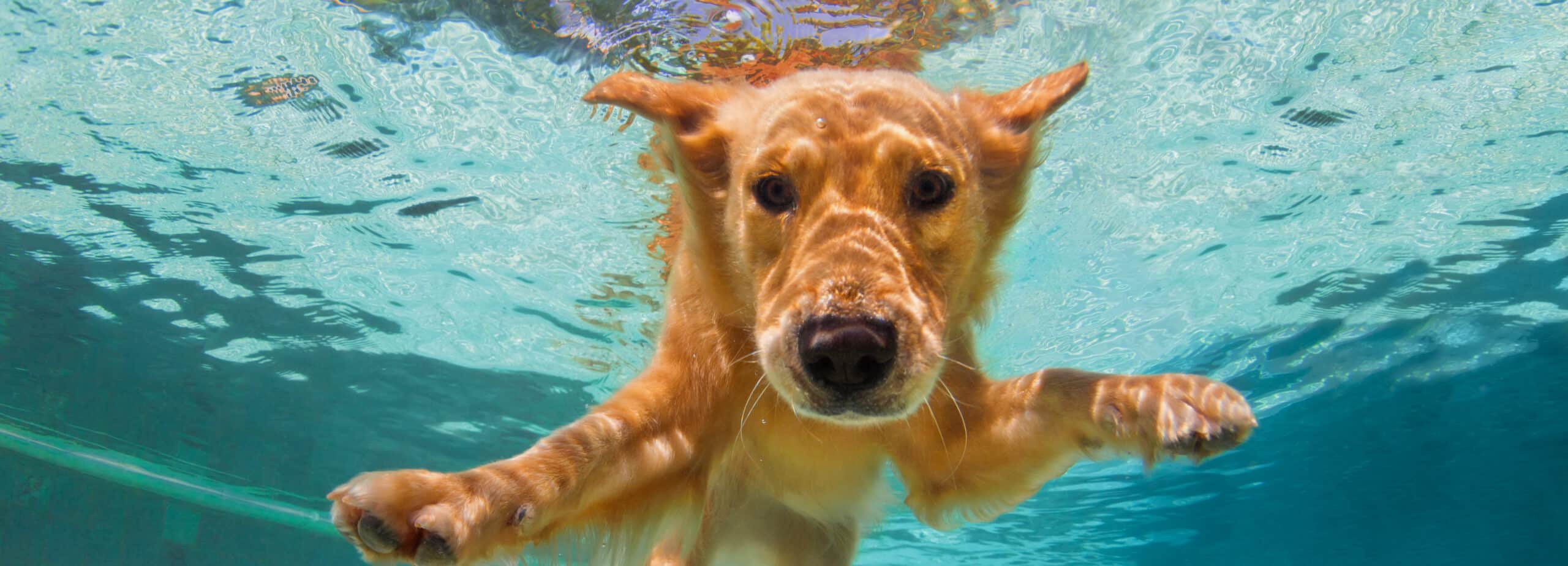 photo of golden labrador retriever puppy in swimming pool