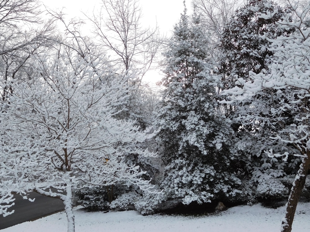 Photo of snow on trees and the ground